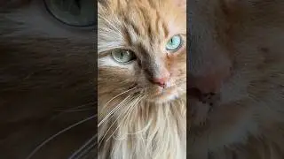 Kinda Spooky #shorts #sillycats #youtubecats #posession