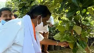 ചക്കകൃഷി പഠിക്കാന്‍ ആയൂര്‍ ജാക്ക് തോട്ടത്തിലെത്തി പി ജെ ജോസഫ്;  തൈനട്ടു മടക്കം  | P J Joseph Jackfru