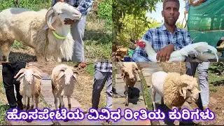Green farm Hospet Karnataka | ph 9880012080 | multi breed sheep available | Hospet Karnataka India