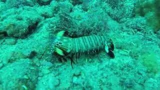 랍스터, 게, 다양한 갑각류 영상들, Lobster, Crab, Various crustaceans videos 35, 기증영상, pexels