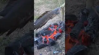 #shorts Behind the scenes Simple charcoal grilled snakehead fish #223