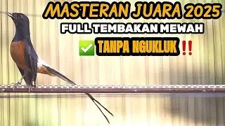 MASTERAN MURAI BATU FULL TEMBAKAN ANTI NGUKLUK 100% MEWAH