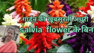 Salvia plant proper care tips#yt video 