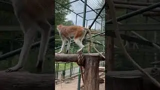 Funny Monkey Moments &ndash; Cute and Hilarious Monkeys #Monkey #FunnyAnimals #Wildlife #CuteAnimals