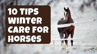 Winter Care for Horses Latest updated video 2023