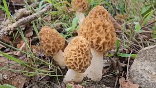 Morilles Blondes 🥰 du 15/04/25!
