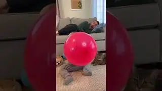 😱🐶 Giant Balloon EXPLODES, Chihuahua & Dad React in Cinematic Slow Motion #funny #pets #family
