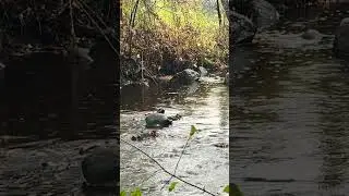 Loud Thunder and Soft Rain on Fall Colored Stream - Nature Break Series #38 #rain #thunder