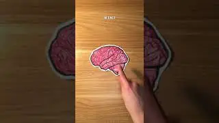 Low SAT = Low IQ?