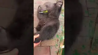 Saved The Hungry Bear 🥺❤️