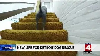 New life for Detroit Dog Rescue