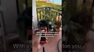 How to stop your neighbors dog from barking!! #dog #dogbarking #stopbarking