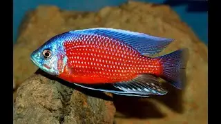 Copadichromis Borleyi  @ CichlidSpecies.com