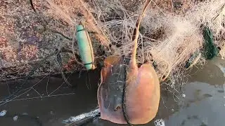 小囿从深缝勾出青蟹，发现巨石上挂着张破网，上面困着不少海货呢