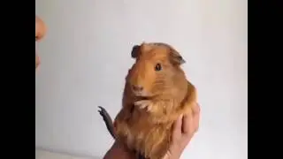 When the beat drops(9 sec funny videos)