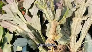 蟹爪兰烂根不要扔，还有机会救活，方法简单