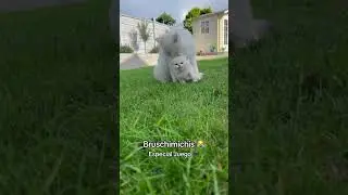 BRUSCHIMICHIS 376 😹 ESPECIAL JUEGO