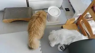 レオンとマリー