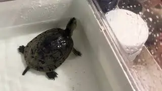Schildkröte/ turtle/ la tortuga/ kilpikonna/ Sköldpadda/ la tartaruga/ Черепаха/ une tortue