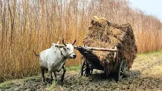 Bullock Cart heavy load mud ride in stuck // Village Agriculture