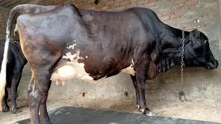 one cow and one buffalo for sale 💥💥 #cow #farming #farming #bull #balwindersinghdairyfarming#