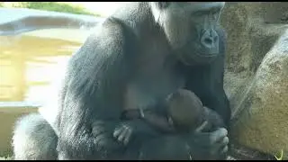#emotional #heartwarming #wholesome #familylove #animalfamily #nature #animalvideos #zoolife #animal