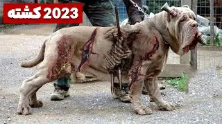 خطرناک ترین سگ های دنیا 2021