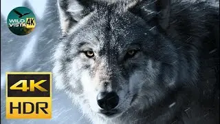 Trapped in the Blizzard ❄️ Lone Wolf vs Brutal Snowstorm | Extreme Winter 4K HDR Relaxing Music