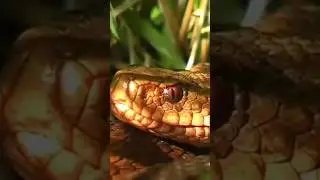 snake birth🐍 #animals #wolf #wildlife #cat #chita #india #kindness #sea #see #ilam