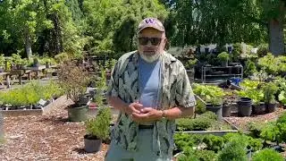 Clearing Out Overgrown Nursery Trees: A Weekend of Hard Work and Preparation