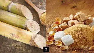 HOW SUGAR is MADE from sugar cane | How cane SUGAR is HARVESTED