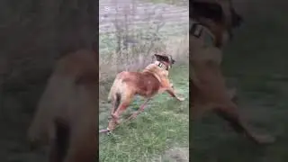 Ozzy (701/25) wciąż bez domu!