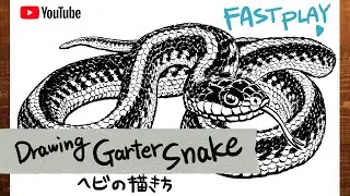 FAST PLAY [Drawing Garter Snake]／ヘビの描き方[ガータースネーク]