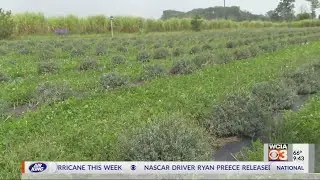 Stark Lavender Fields | Ag in the Classroom