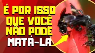 3 Motivos pelas quais a abelha Arapuã e uma abelha importantíssima.