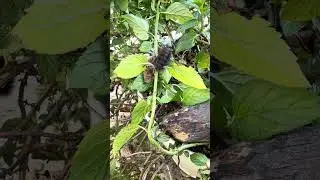 Woolly Bear (Isabella Tiger Moth larva)/Giant Leopard Moth Caterpillar