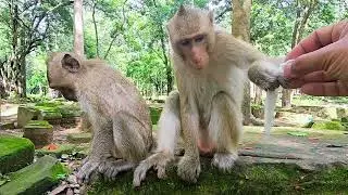 Monkeys eat coconut meat