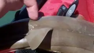 Shark Tickle