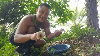 Harvest Mamarang kabute!please like/Comment/share & Subscribe #TrackPersonTvOfficial #highlights