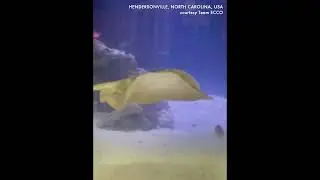 A stingray with no mate is pregnant at North Carolina aquarium