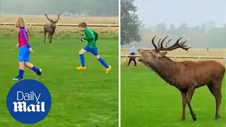Massive deer causes chaos as it invades under 10's football pitch