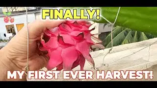 From A Cutting To My First Ever Dragon Fruit Harvest (1.5 Year Journey)