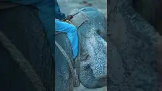 Visit to Kaziranga national park| Assam| Mini vlog#1| #shorts