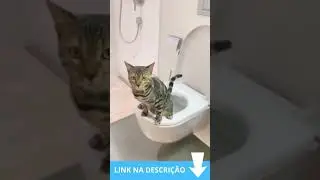 GATO ENGRA&Ccedil;ADO USANDO O VASO #SHORTS