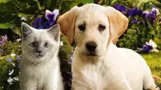 North Seattle Pet Care | Carkeek Park Veterinary Hospital Seattle          Outstanding         ...