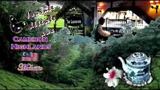 MALAISIE : Cameron Highlands.