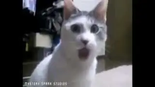 GATO OHH