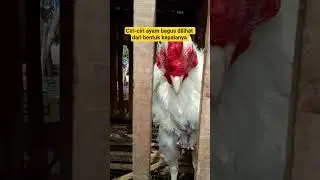 ciri-ciri ayam bagus dilihat dari bentuk kepalanya #ayam #hewan #youtubeshorts #shorts #kandanglokal