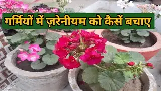 How to save geranium plants in summer/गर्मियों मे ज़रेनीयम के पौधों को कैसे बचाए/Gardening Care
