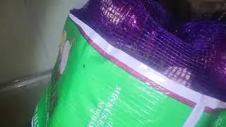 Old Onions Causing Fruit Flies
